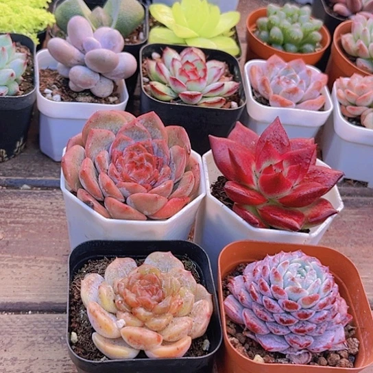 4盆套餐122223112233