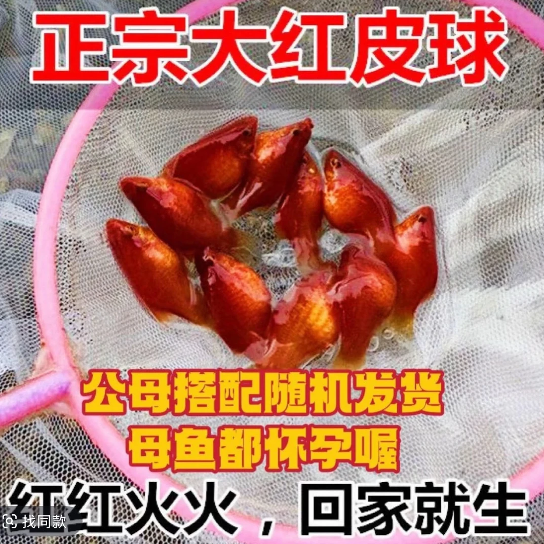 太阳球 红色皮球鱼 母鱼肚子大 （入缸后不包损）