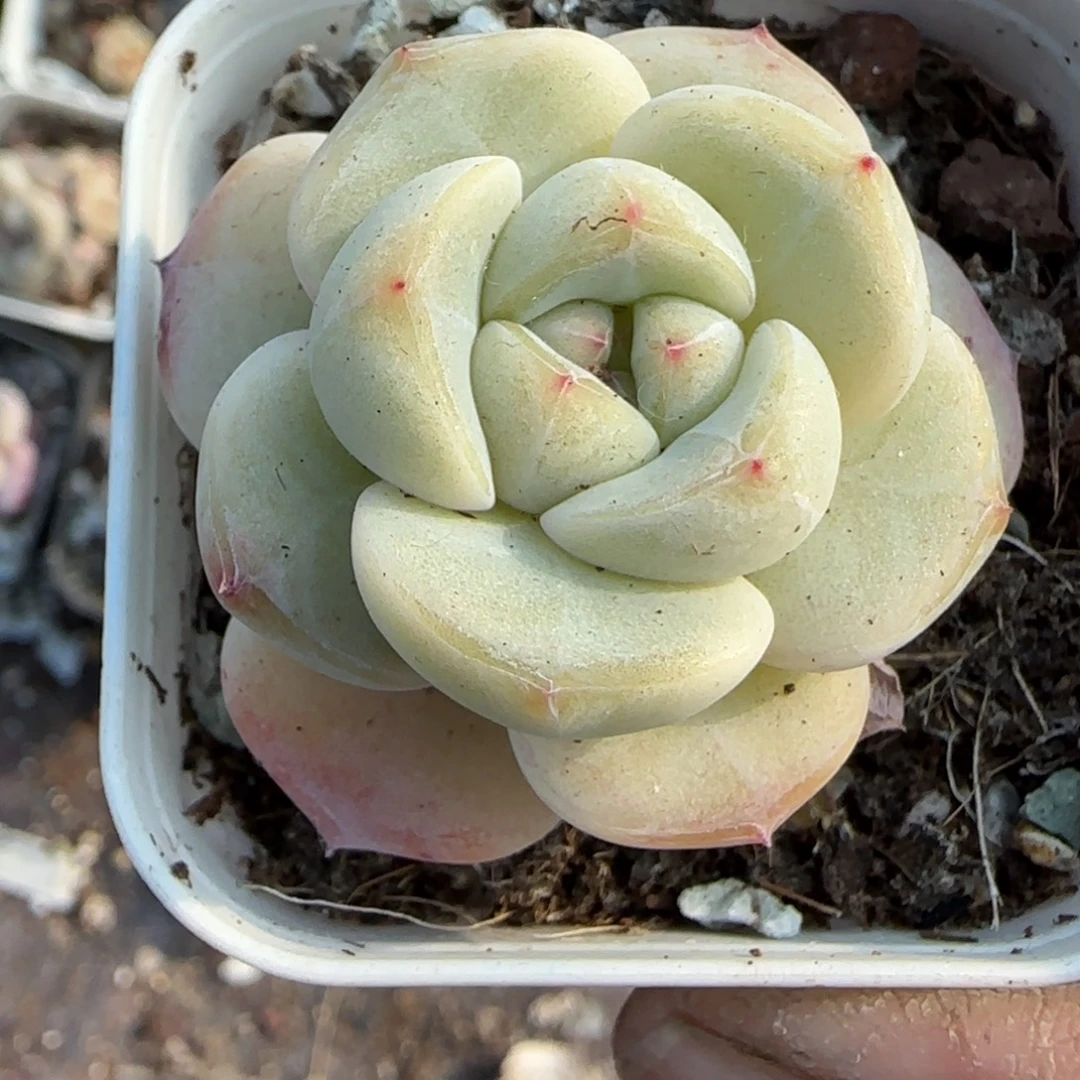 多肉小卡拉米糖心一物一拍