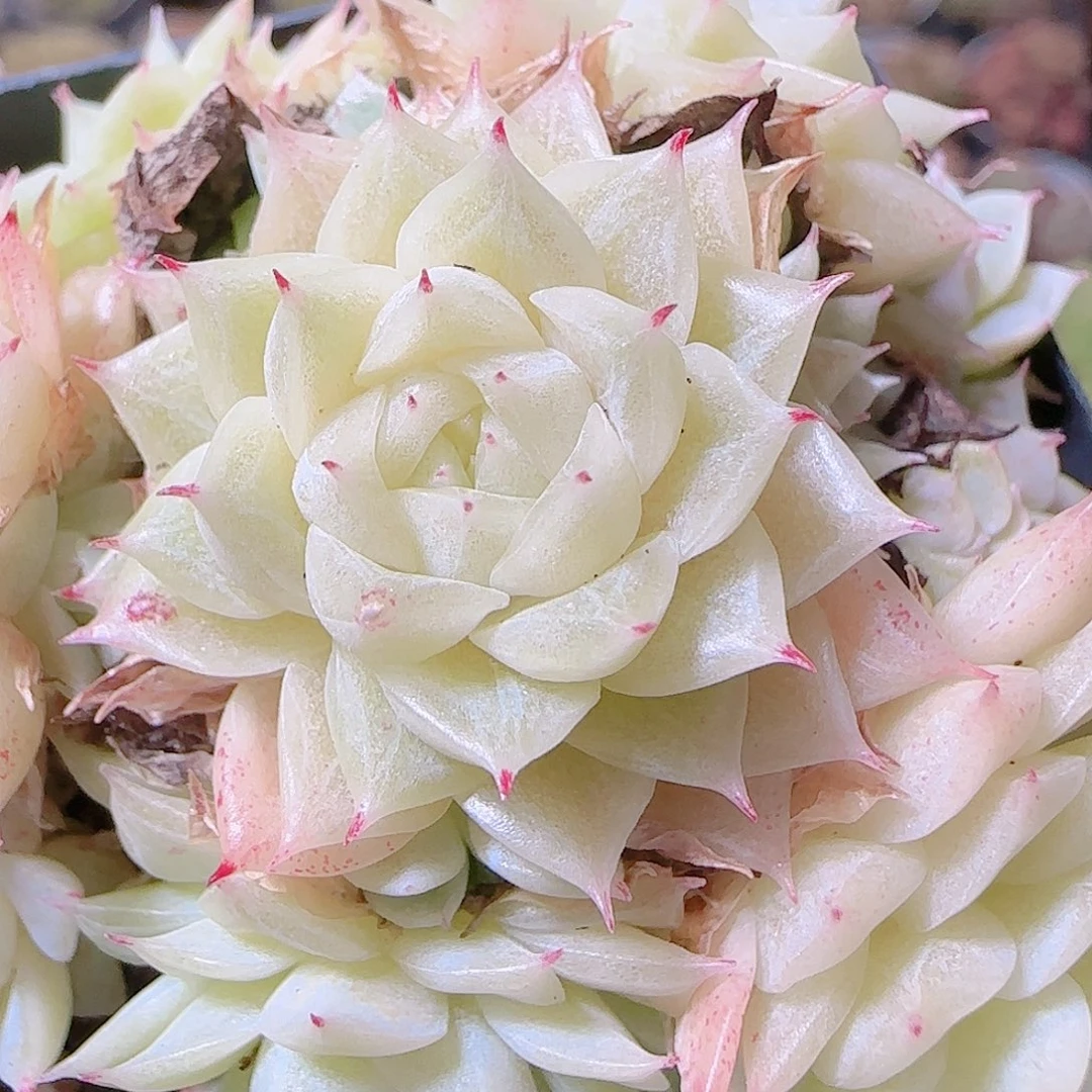 花语逸镜1119-258散