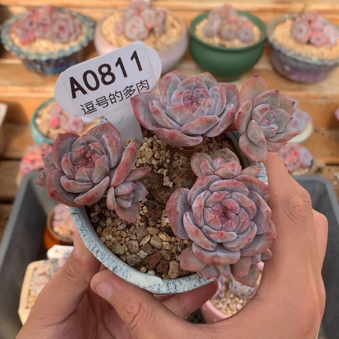 A0811 星影老桩粗腿 无砍 11cm