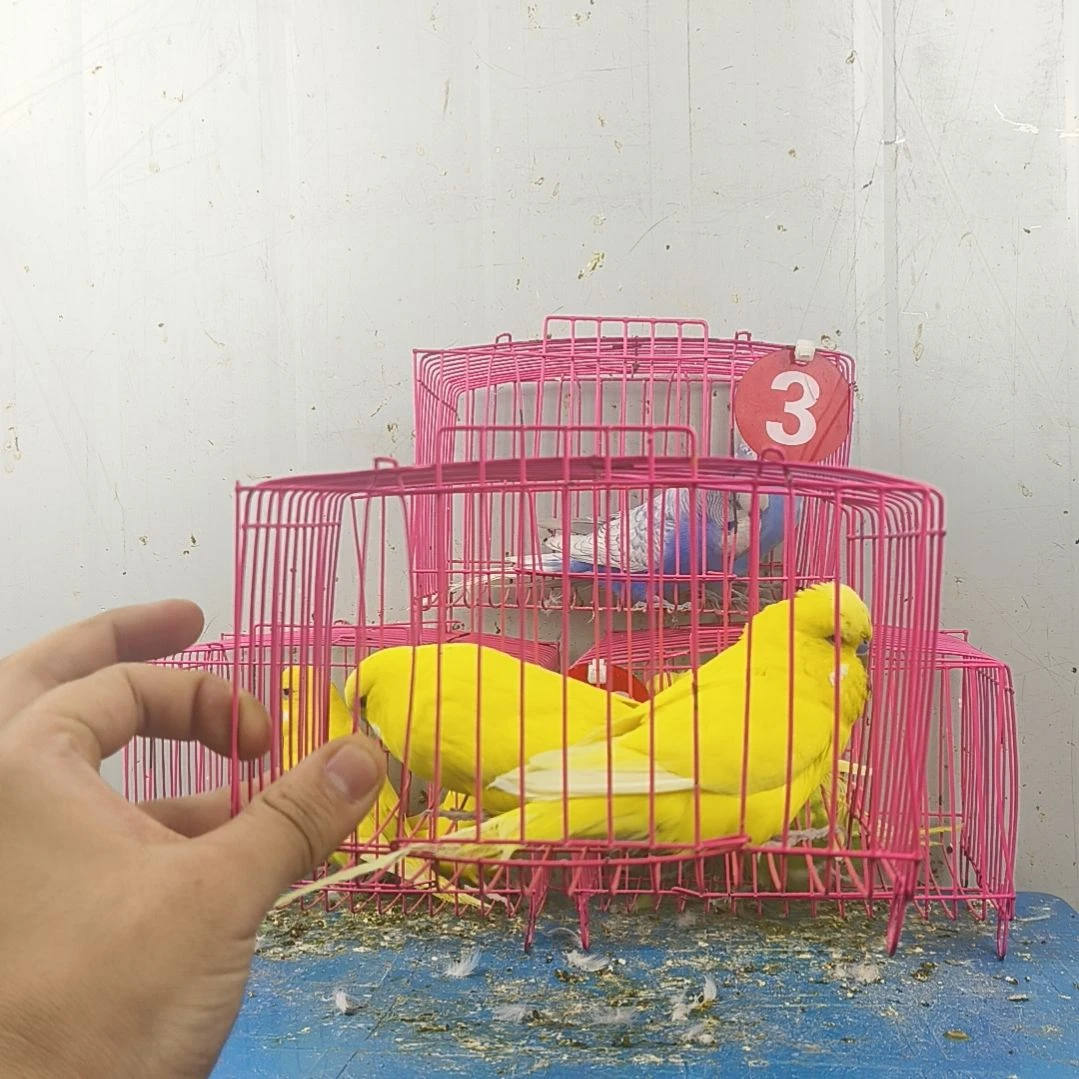 虎皮鹦鹉大头鹦鹉