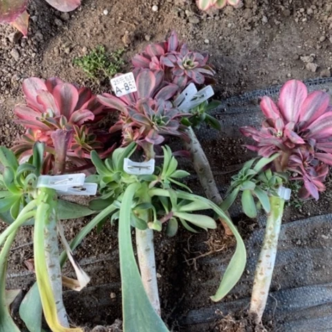 1**8852魅金四颗满25包邮多肉