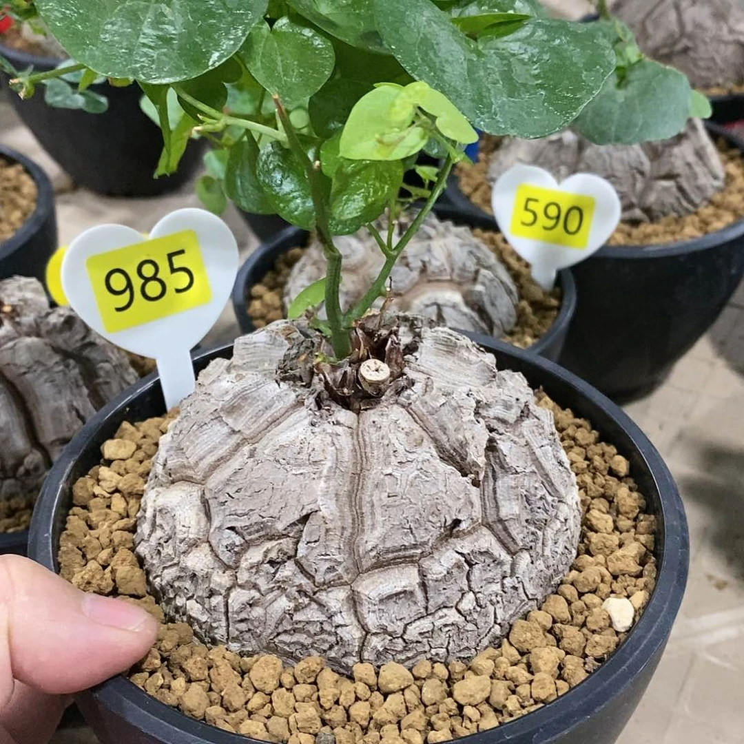 南非龟甲龙龟甲龙