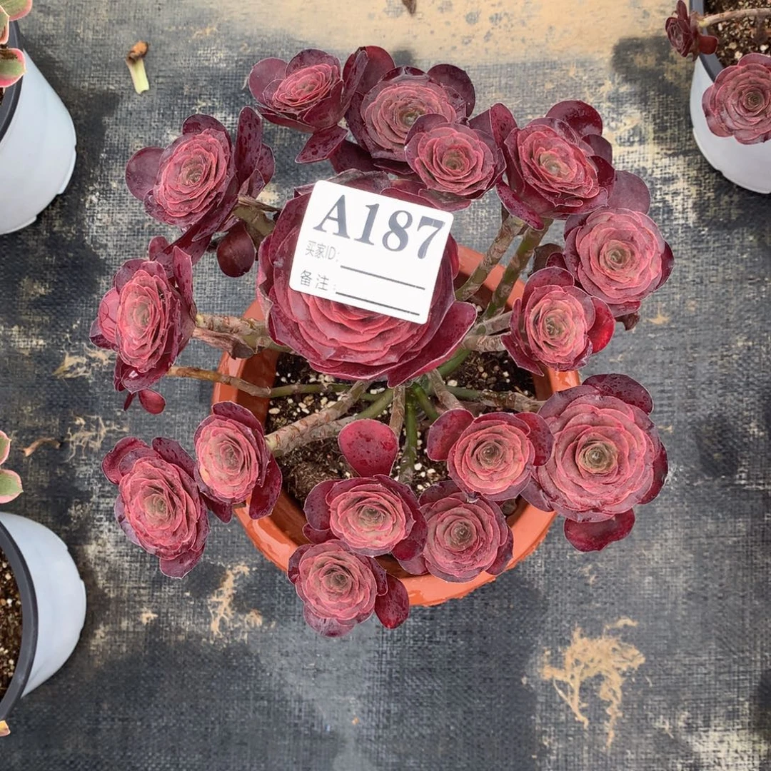 魅金玫瑰187法师多肉植物36¥