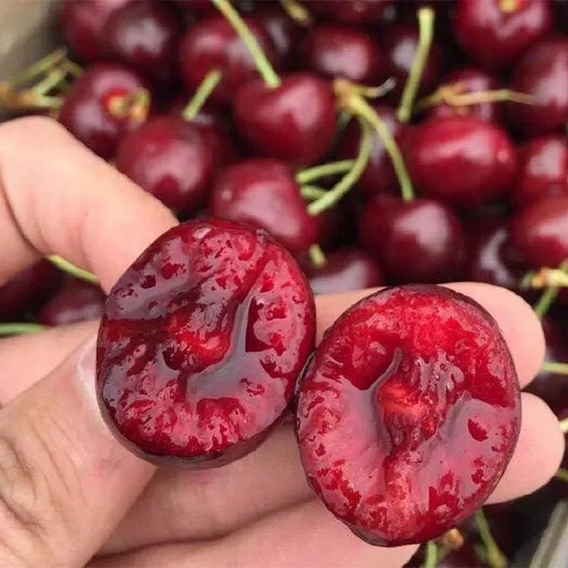 【只发乌市及周边】智利空运车厘子3JD内附果径卡乌市九鼎直发