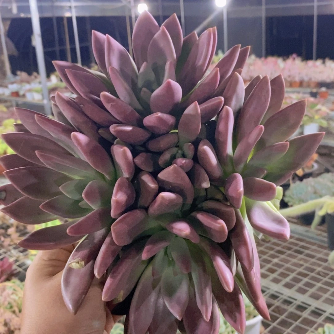 桃花源大盆四头起整桩
