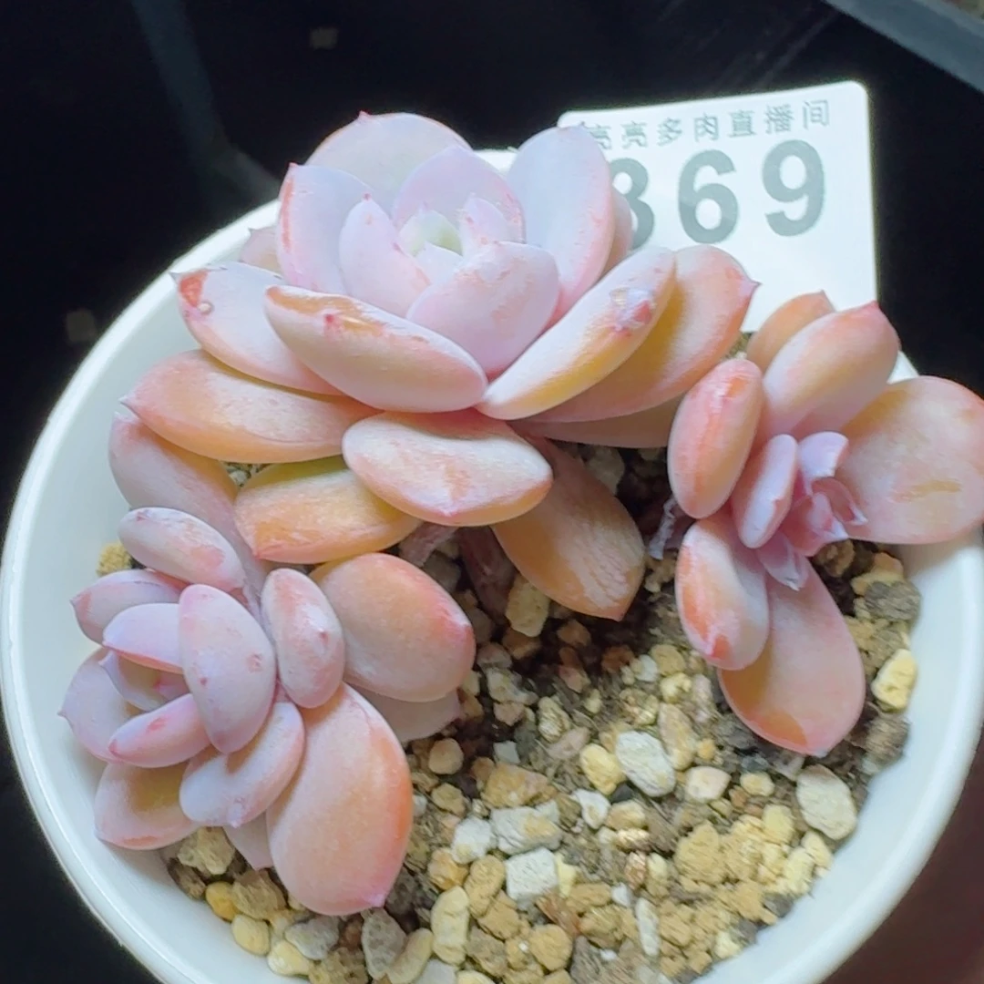 韩版奶茶      愿你一路坦途，乘风破浪展宏图