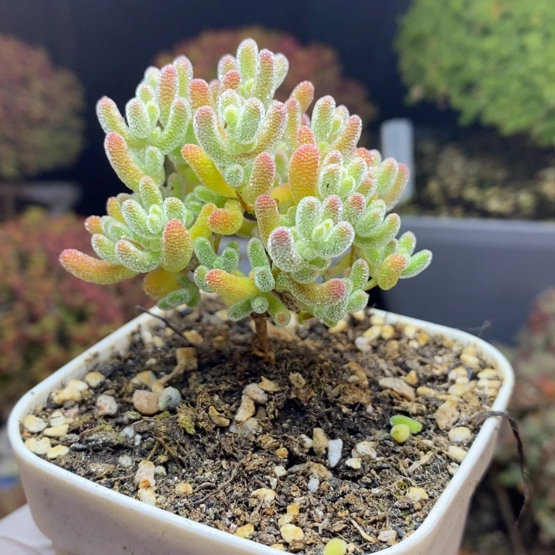 无花朵35号优选冰晶枝干