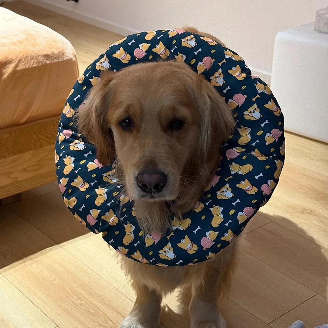 大型犬狗狗专用伊丽莎白圈防舔咬绝育术后脖圈头套颈圈边牧金毛