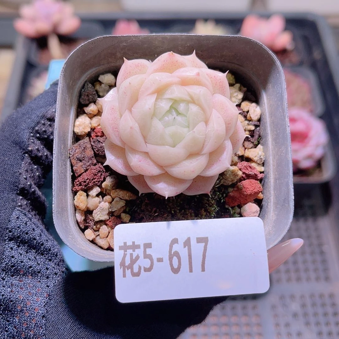 花利美5-617麦秆