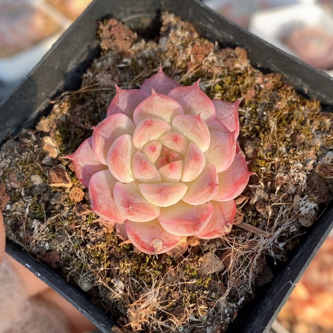 精品多肉一物一拍106