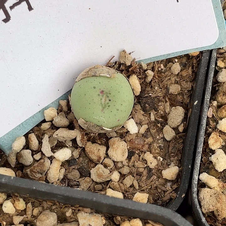 4-109鸭嘴兽苗多肉植物