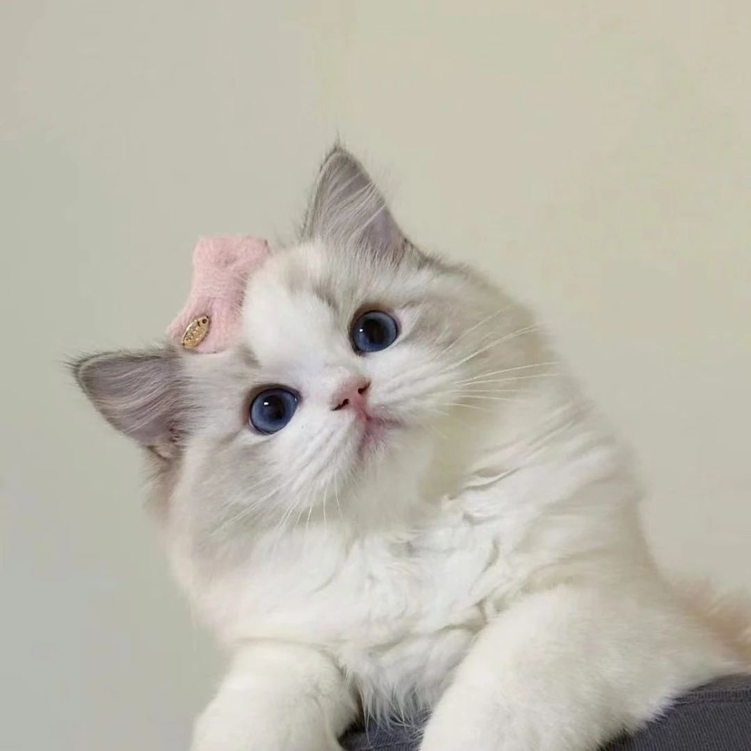 布偶猫蓝双海双家养幼崽小猫咪仙女猫真猫活物幼猫便宜猫猫宠物