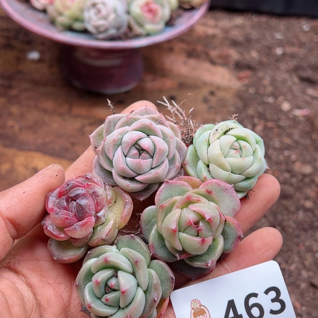 多肉植物多肉植物