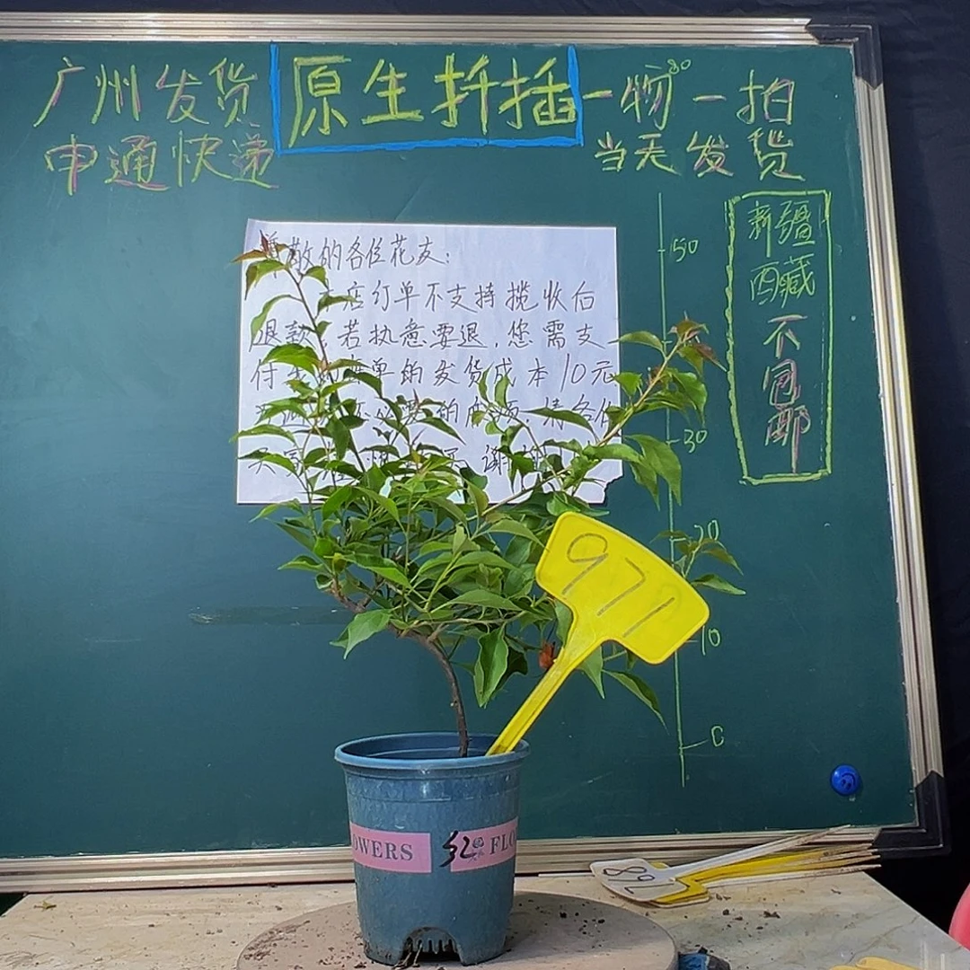 当前无花栽培后可以开花热火桑巴 971