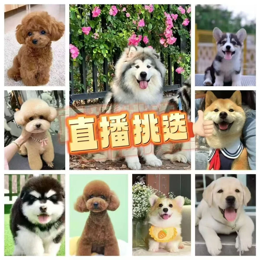 直播间挑选金毛边牧博美比熊泰迪五黑等多种狗狗 混血狗狗