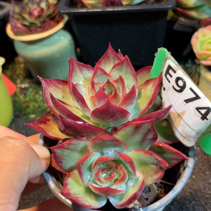 三角拉丝惊鸿一物一拍包装收缩花旱974