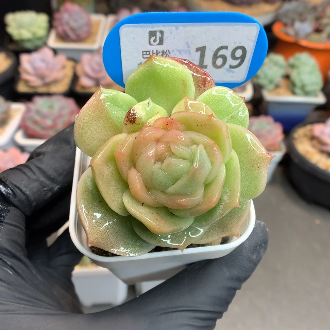 169 珍妮石化锦多肉