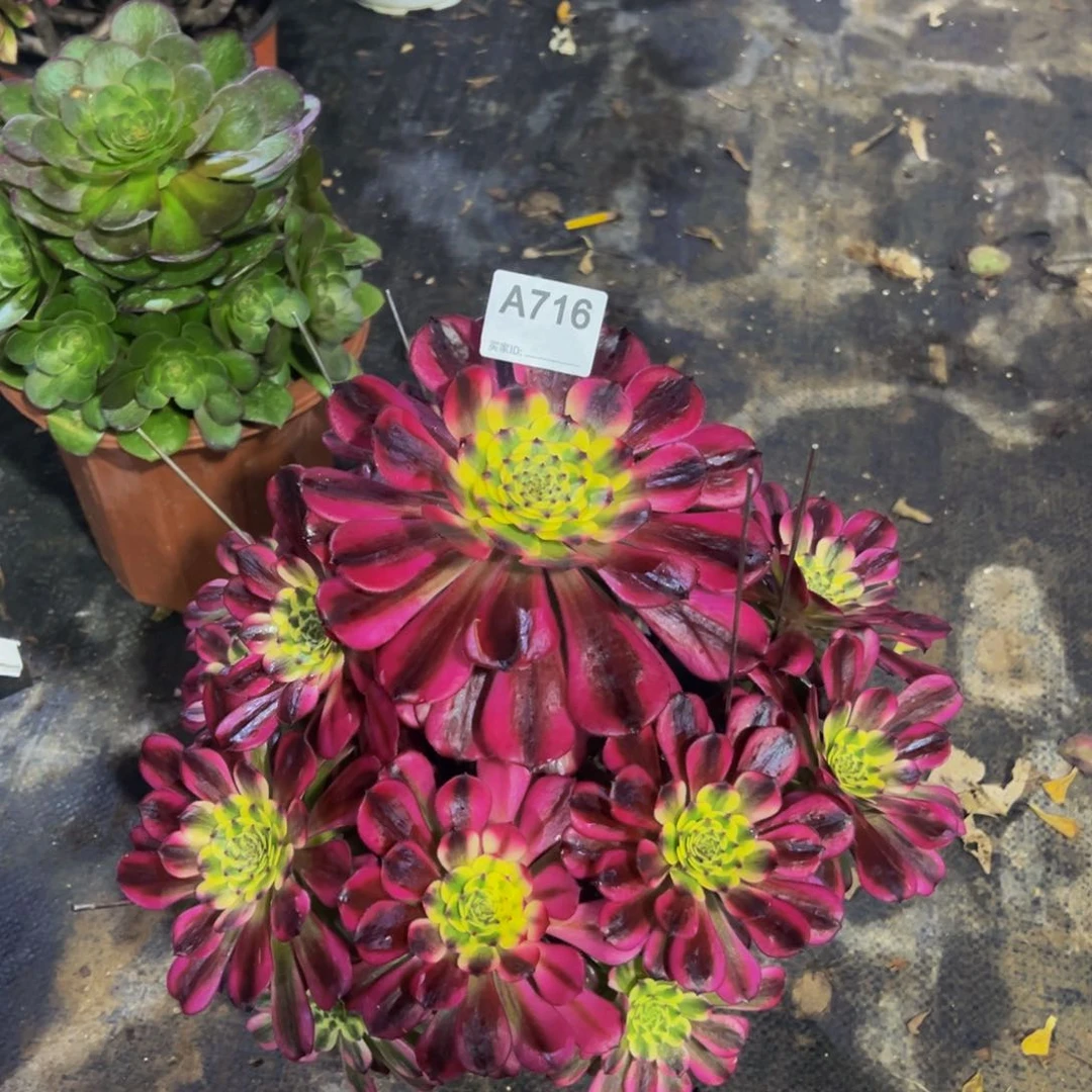 幸**夏716舞天姬法师，多肉植物