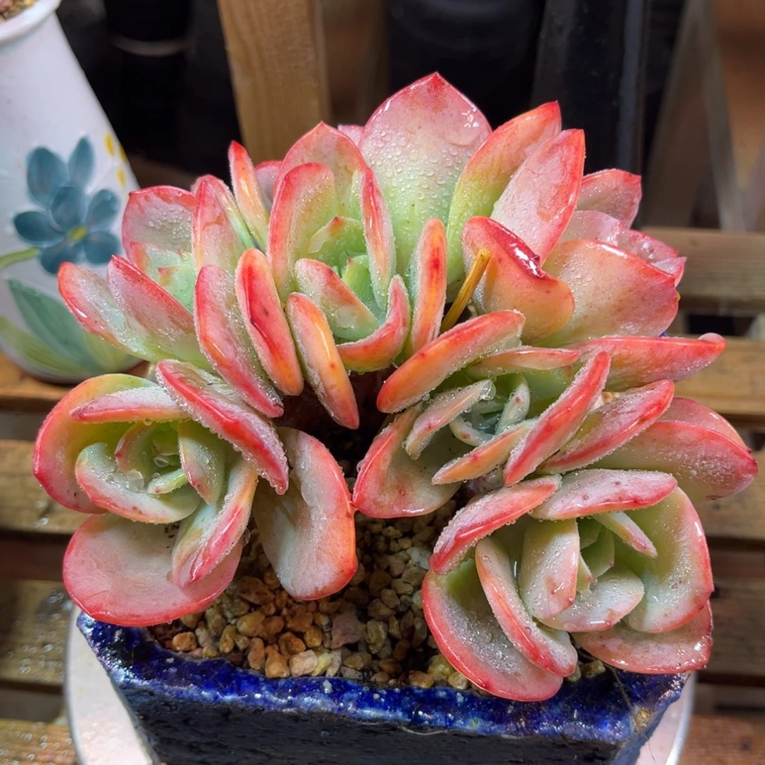 血凤朵朵缀wodezhuouvji