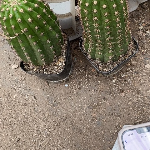 2个法三毛花235677