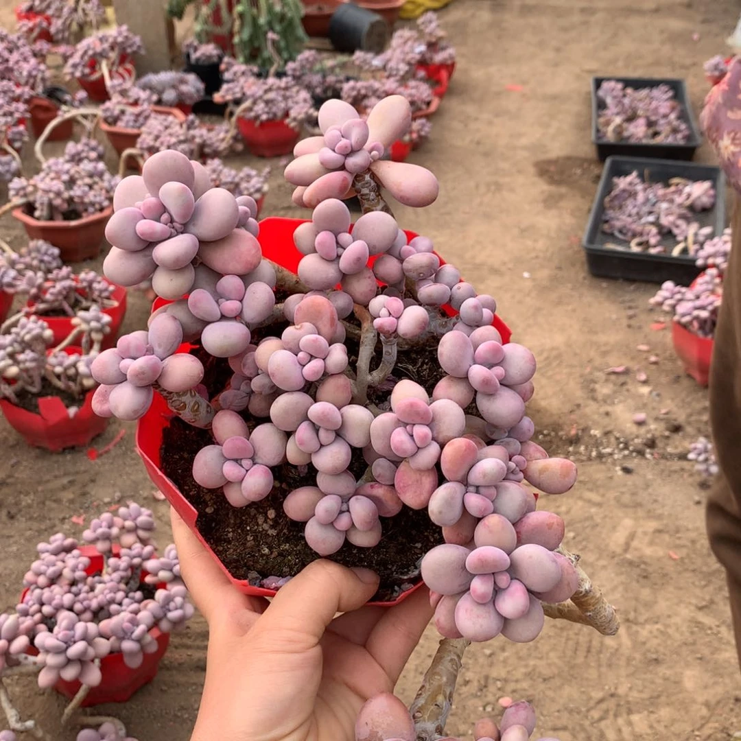 贪*桃蛋老桩55号不带盆