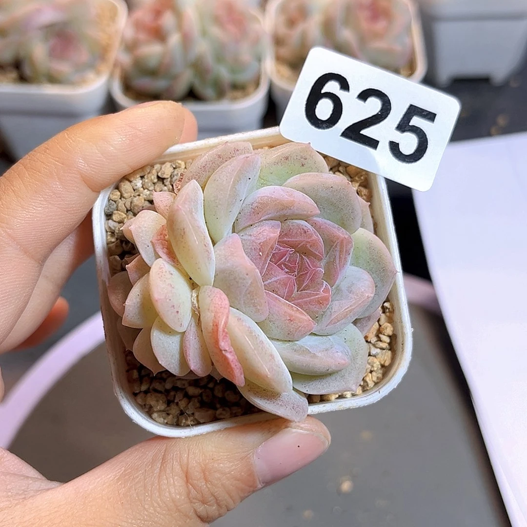 *****625一物一拍 冰岛