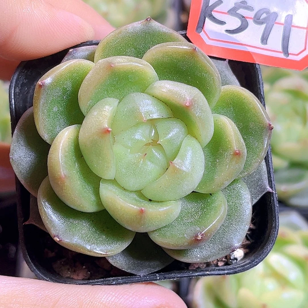 K591  玉玊。满18包邮