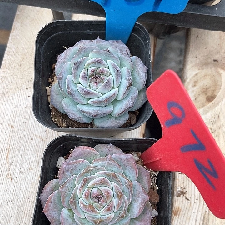 多肉植物784 972多肉酱