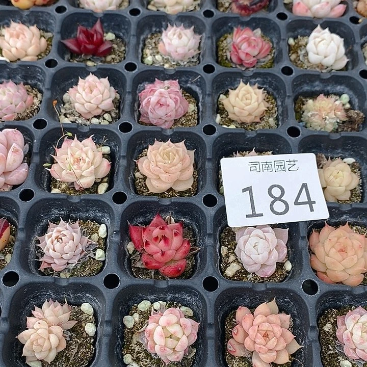 184 多肉植物盆栽花卉植物