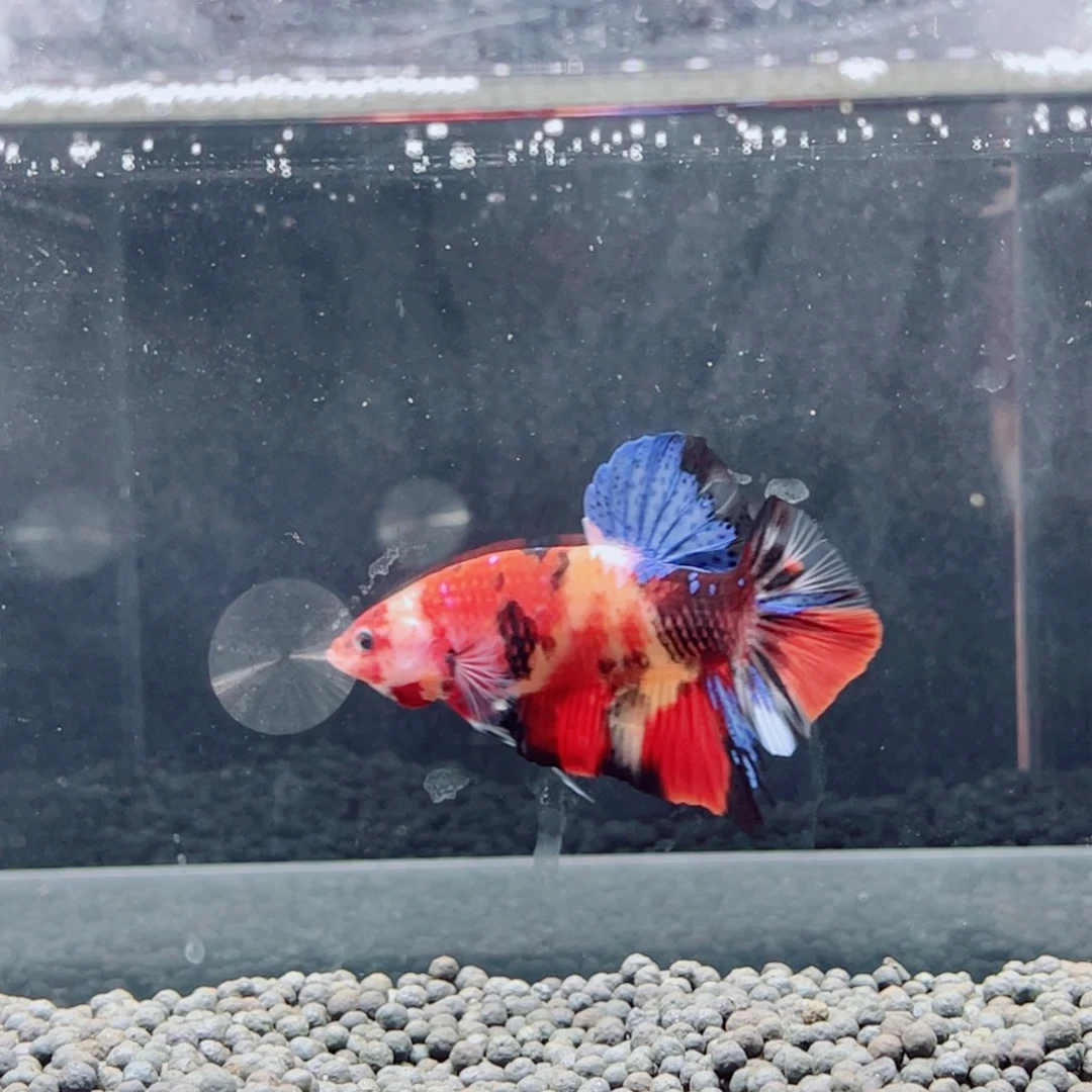 海水鱼20 号精品巨型巨斗将军