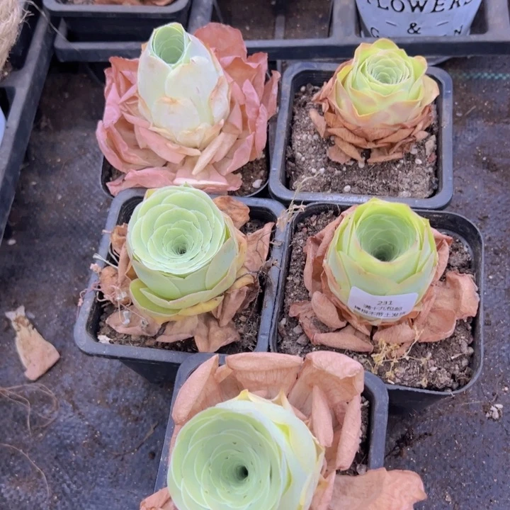 231 裸根不带土发货不包损