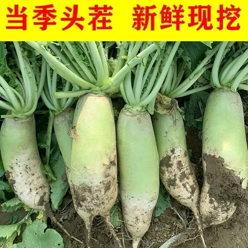 河南露天青萝卜新鲜采摘农家自种新鲜菜3斤/5斤整箱包邮