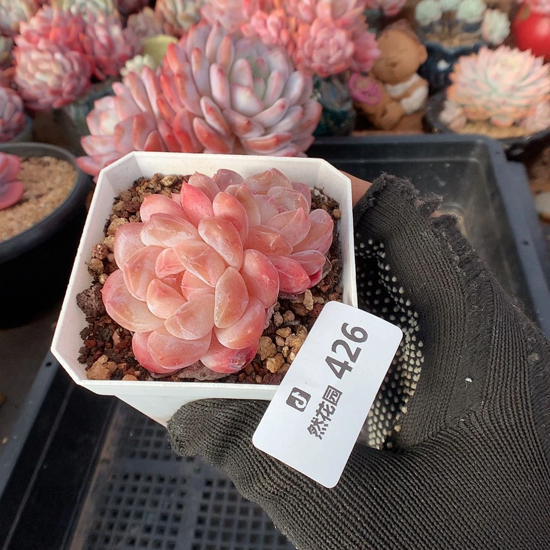 426冰魄多肉植物6666