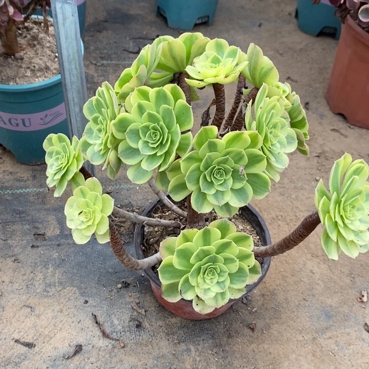 奶白30多肉植物法师