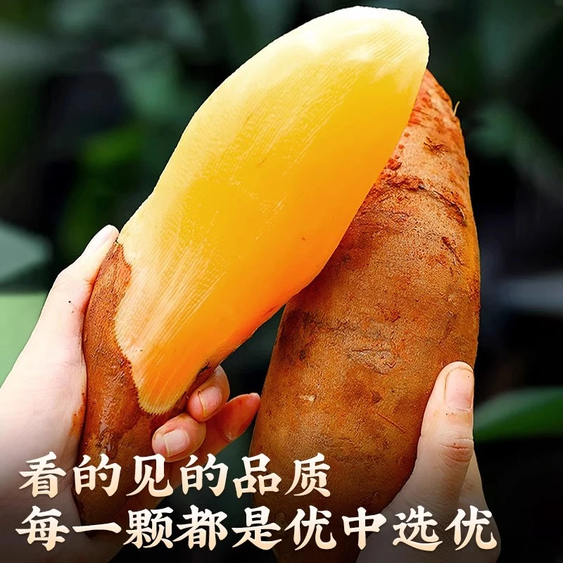 云南天山雪莲果产地新鲜现挖低糖低卡脆甜多汁应季水果高山雪连果