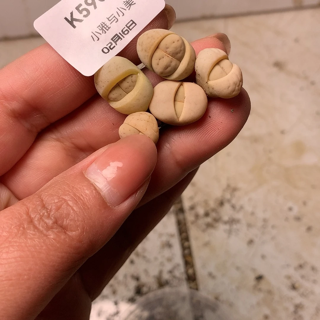 K598多肉植物保护研究所