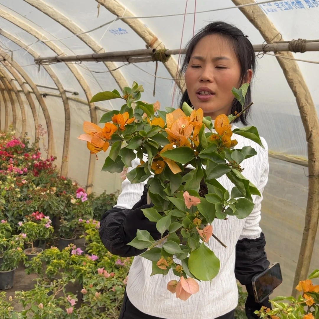 全部花苞（金探戈2）三角梅会落花落叶会光杆苗有大有小