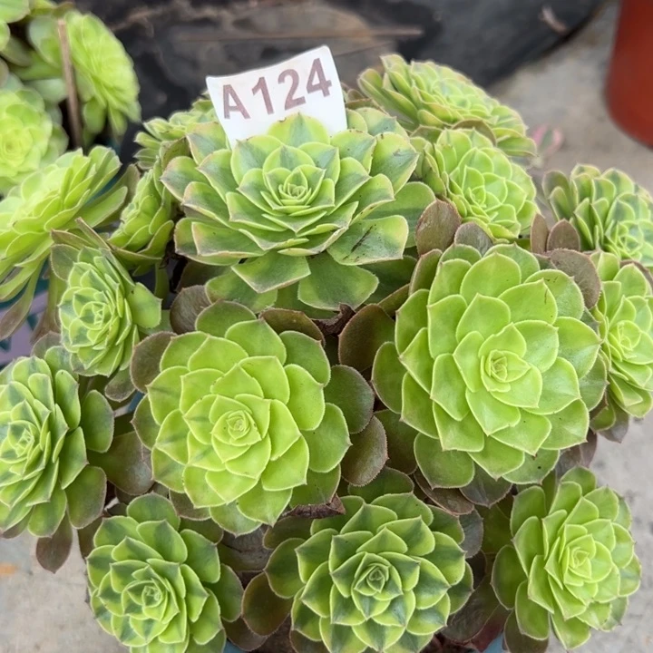 124雨荷23厘米左右