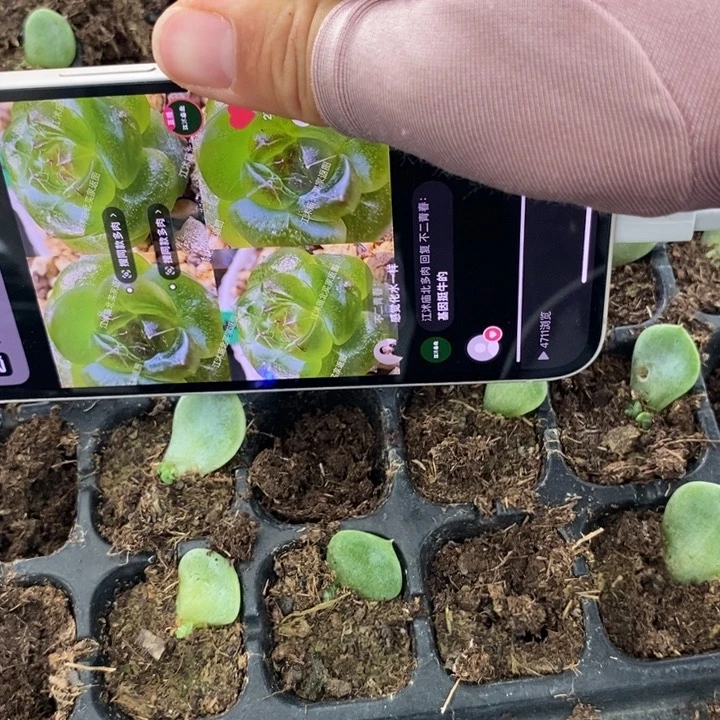 绿菩提芽苗一个多肉