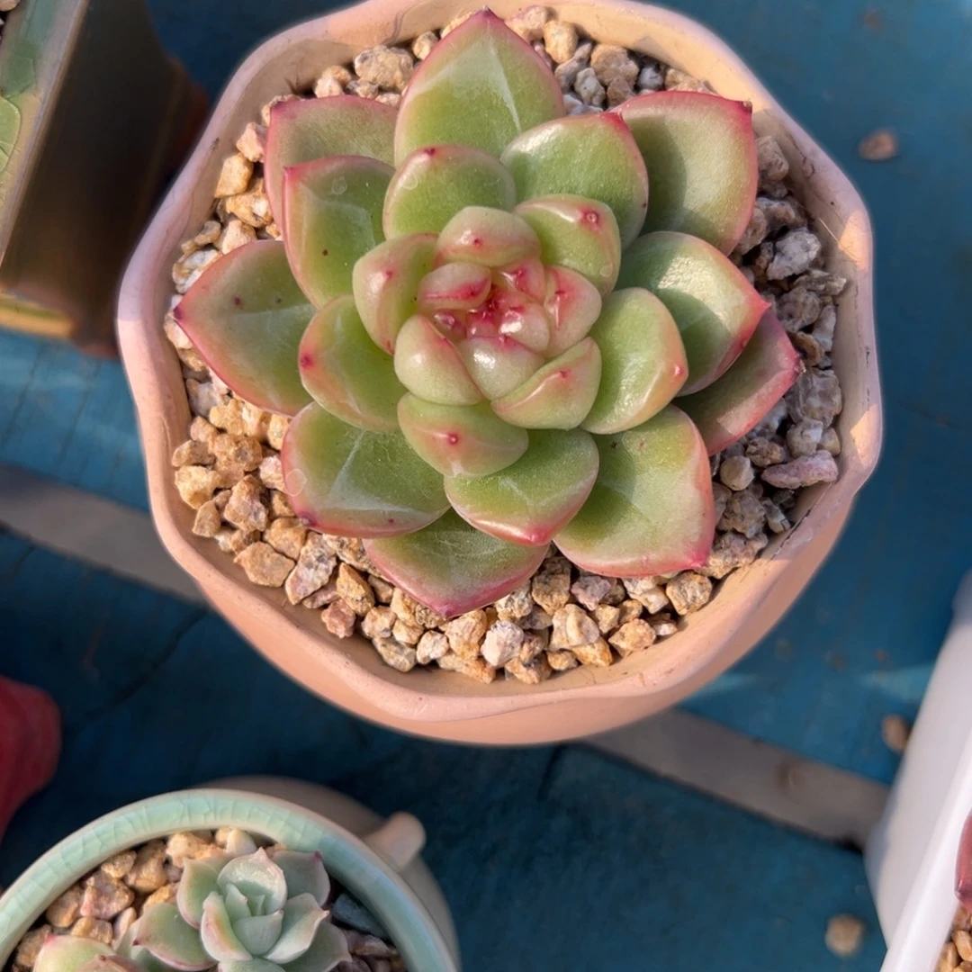 多肉植物一物一拍（18号）