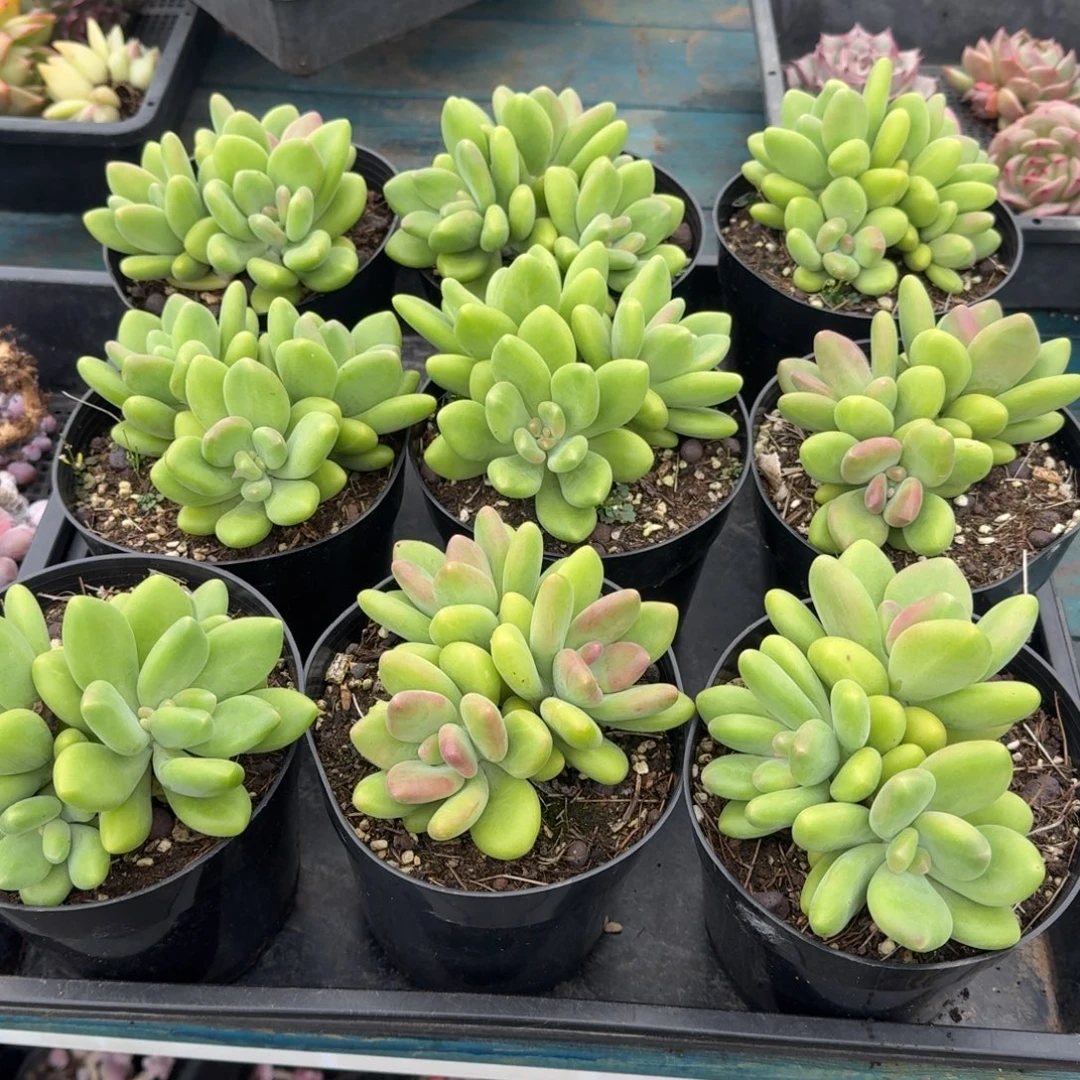 从前慢多肉精选编号1120.芒果奶三头