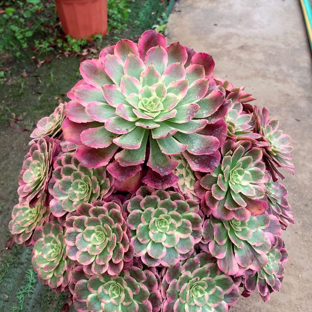 霁月捧花，多肉植物