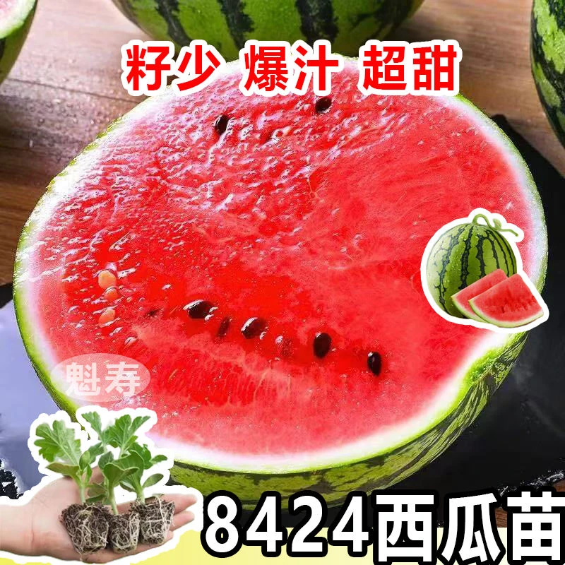 正品8424冰糖麒麟西瓜苗#无籽西瓜种子美都西瓜懒人#阳台西瓜苗