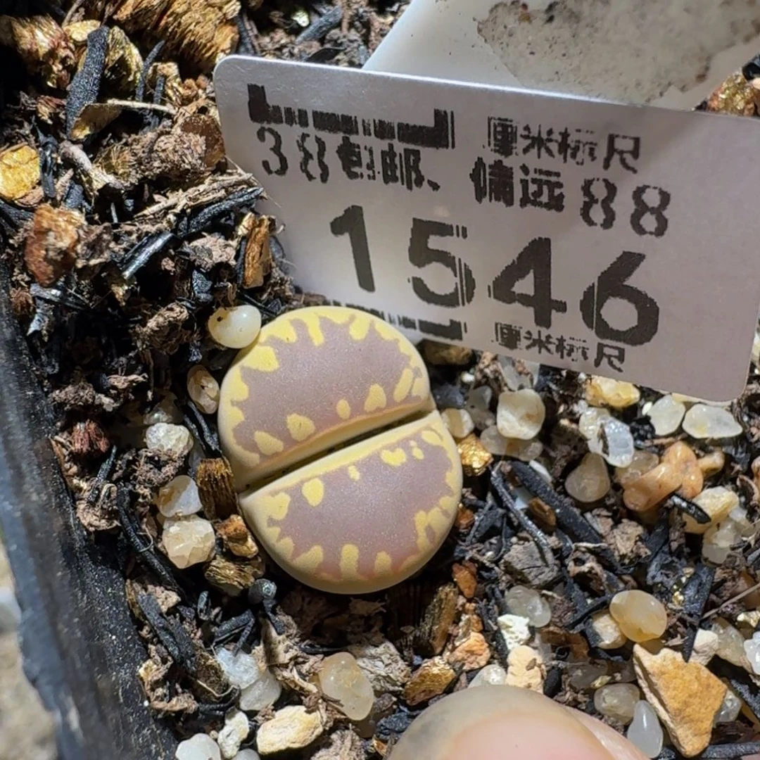 Zzzz生石花肉锥1546