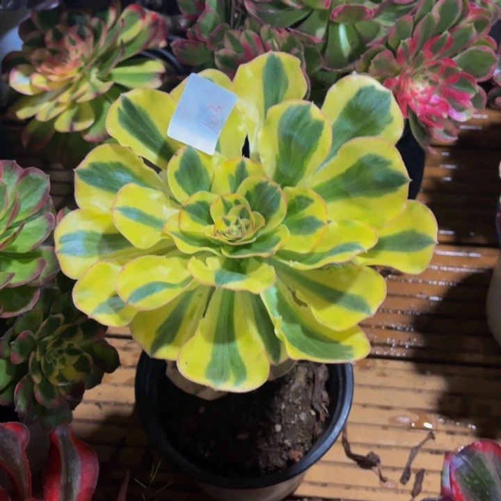 云南燕姿好看103号