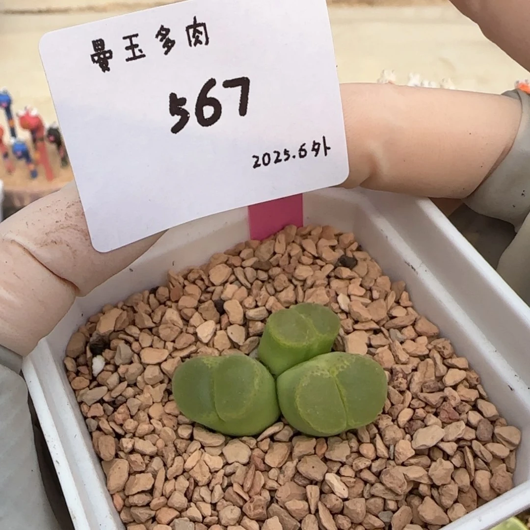 野****?多肉多肉多肉6.5-567