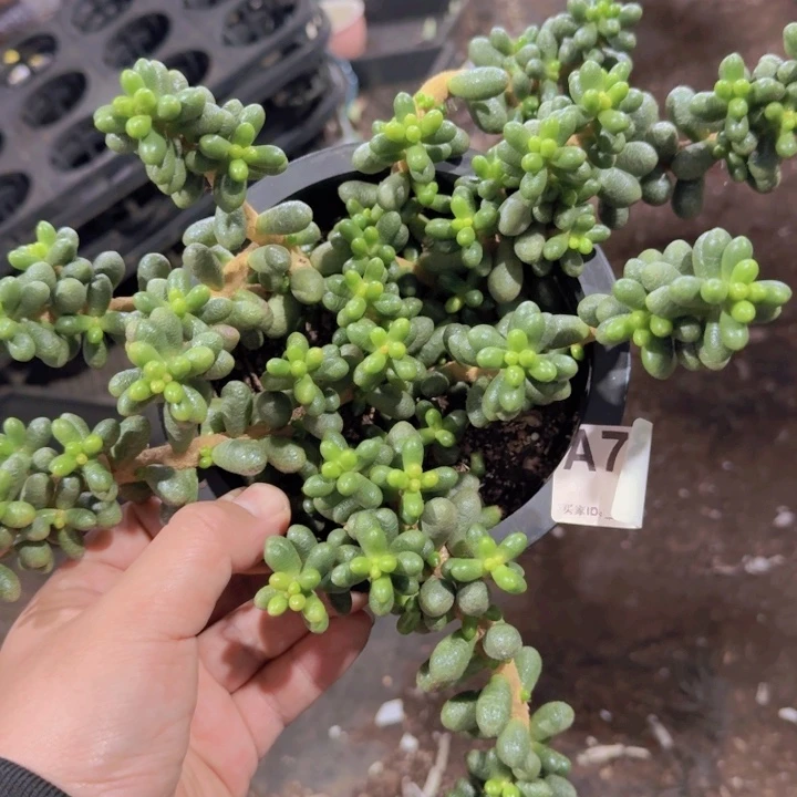 绿龟卵整装老桩多头