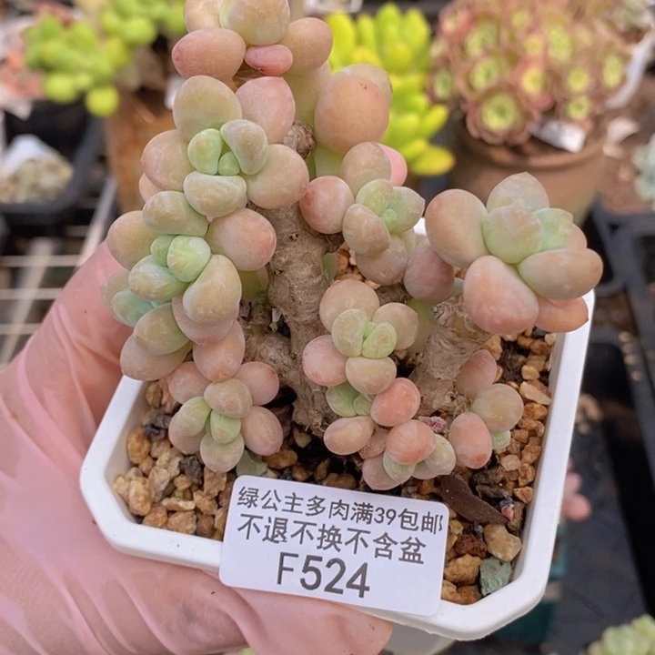 香水洛神老桩9cm524多肉植物